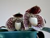Paphiopedilum godefryae
